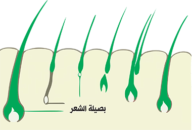 Phases of hair growth