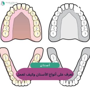 أنواع الأسنان